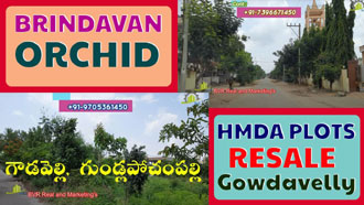 Brindavan Orchid